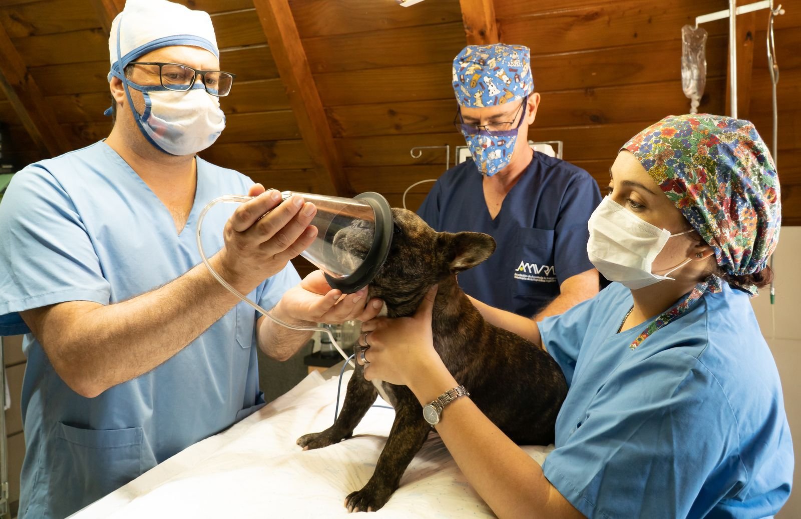 Veteriner hekimler bir köpeğe anestezi maskesi uyguluyor